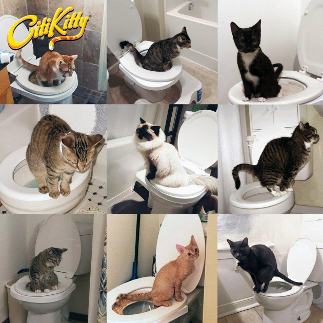 Система привчання котів до унітазу Туалет для кота Citi Kitty Cat Toilet Training - мініатюра 5
