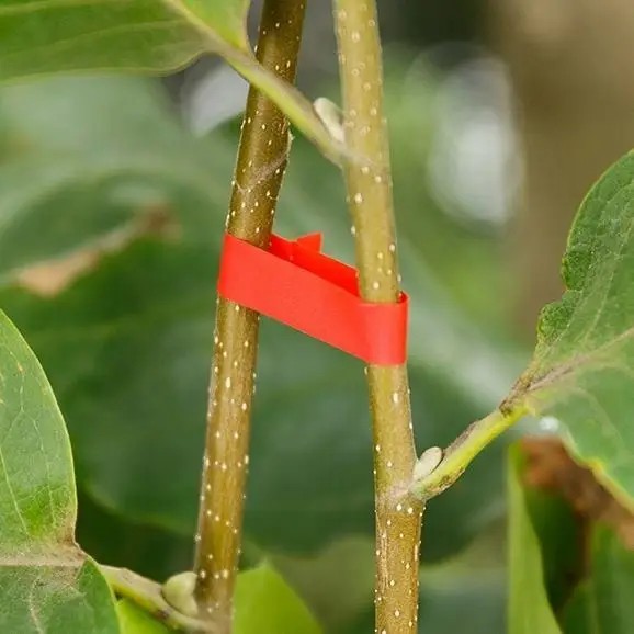Стрічка для підв'язування рослин Graft strap, 20 х 25 м - мініатюра 3